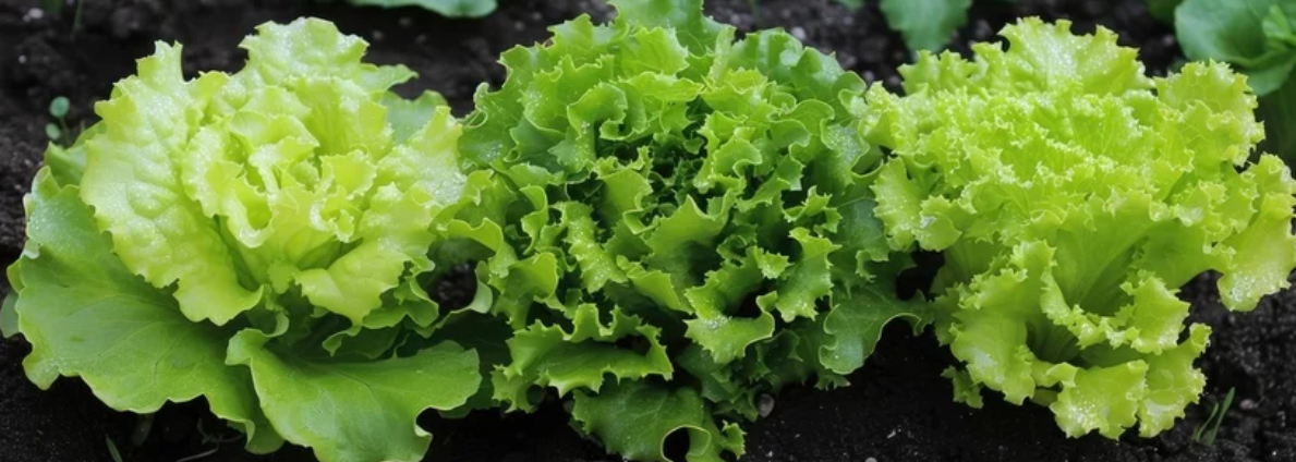 Lechuga sierra y sus caracteristicas